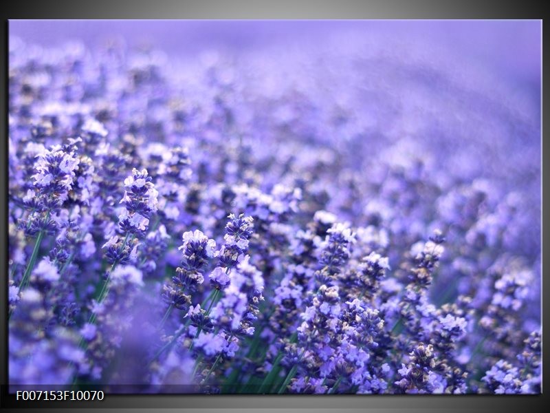 In tegenspraak Fahrenheit patroon Canvas Schilderij Lavendel, Landelijk | Paars, Blauw